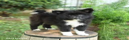 Mixed Breed dogs for sale: Emerald - Ad 2
