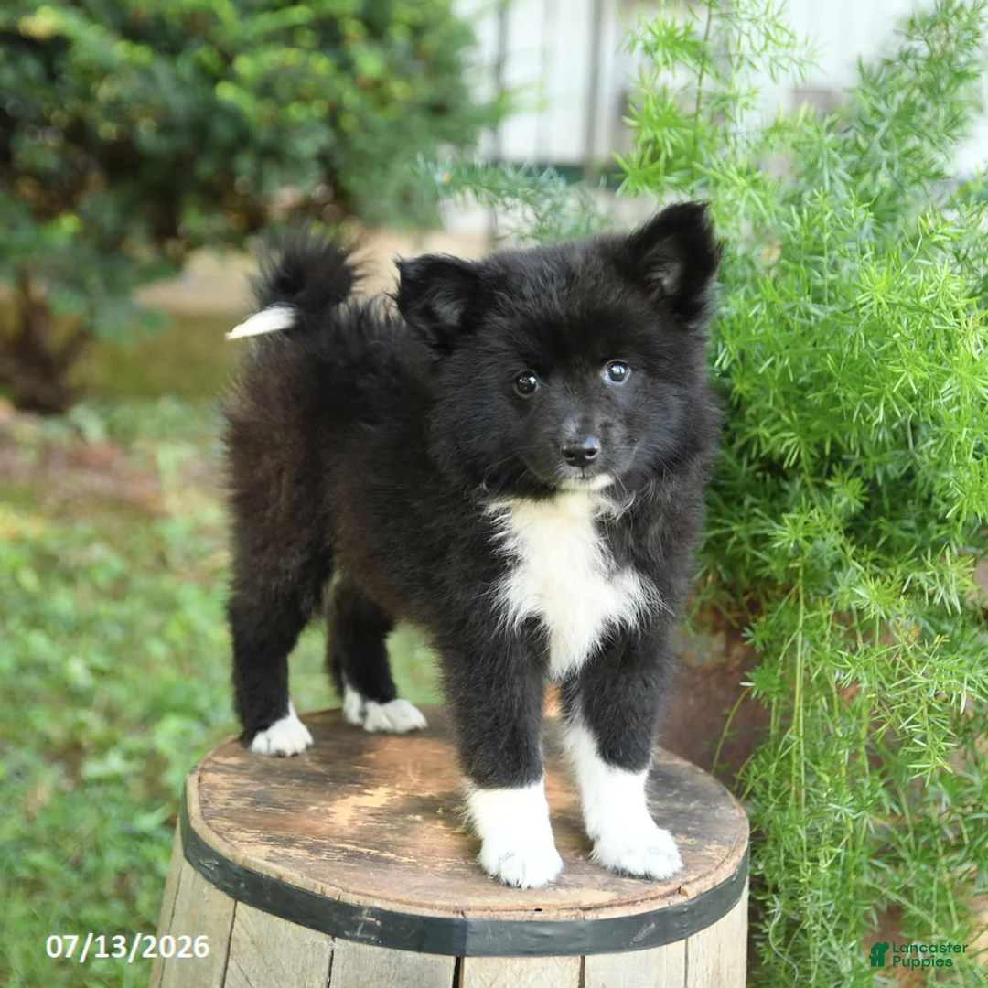 Mixed Breed dogs for sale: Emerald - Ad 2