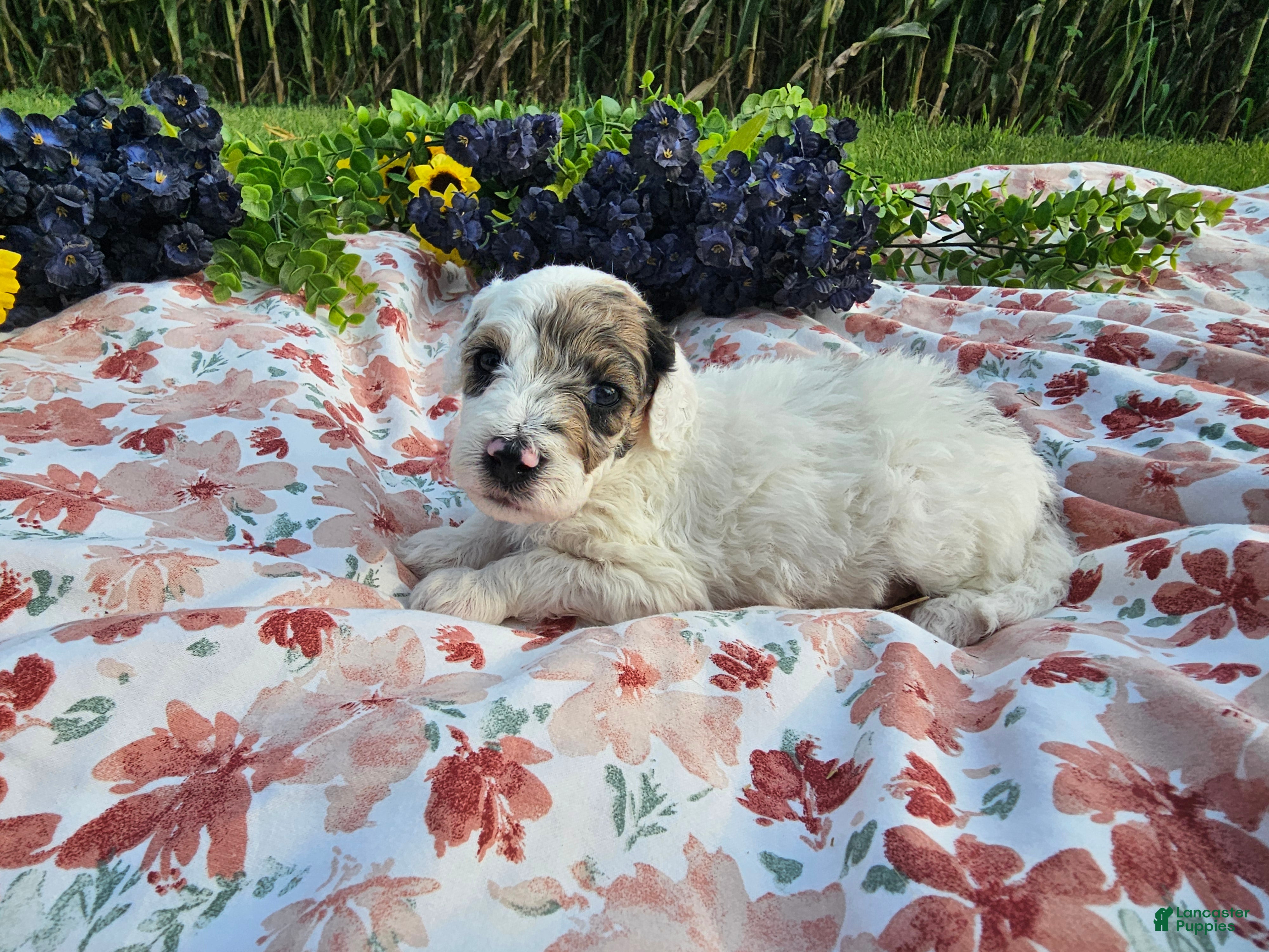 Mini Goldendoodle dogs Sage - Ad 1