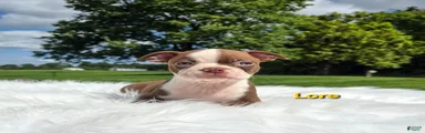 Lore 