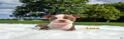 Boston Terrier dogs for sale: Lore  - Ad 4