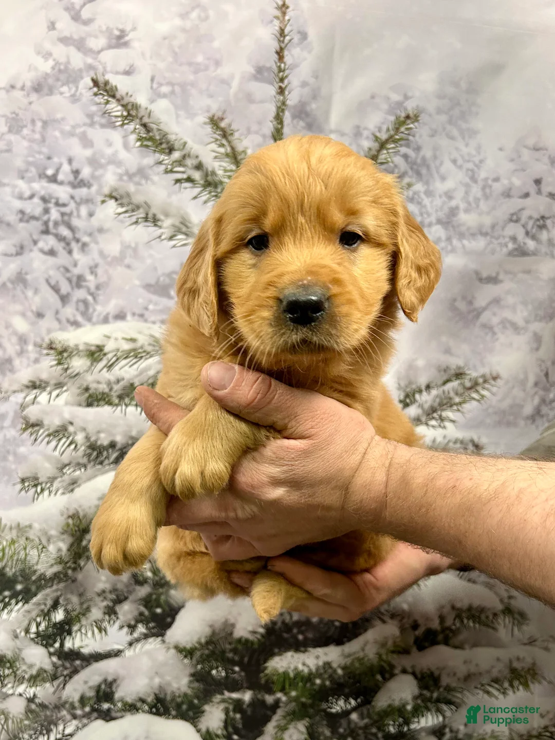 Golden Retriever dogs for sale: Duke  - Ad 10