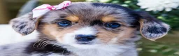 Mixed Breed dogs for sale: Coco - Ad 10