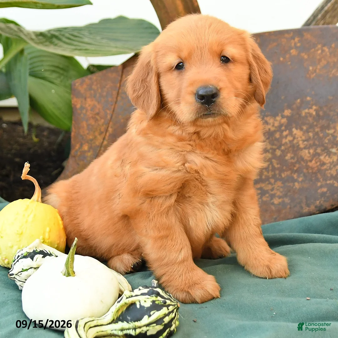 Golden Retriever dogs for sale: Arlo - Ad 2