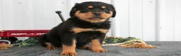 Rottweiler dogs for sale: Sadie - Ad 1
