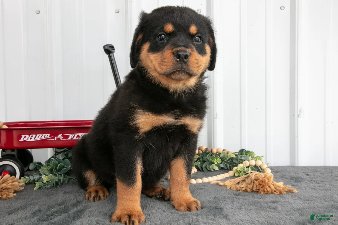 Rottweiler dogs for sale: Sadie - Ad 1