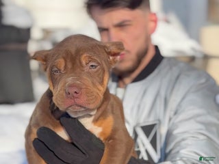 American Bully dogs Pretty girl - Ad 9