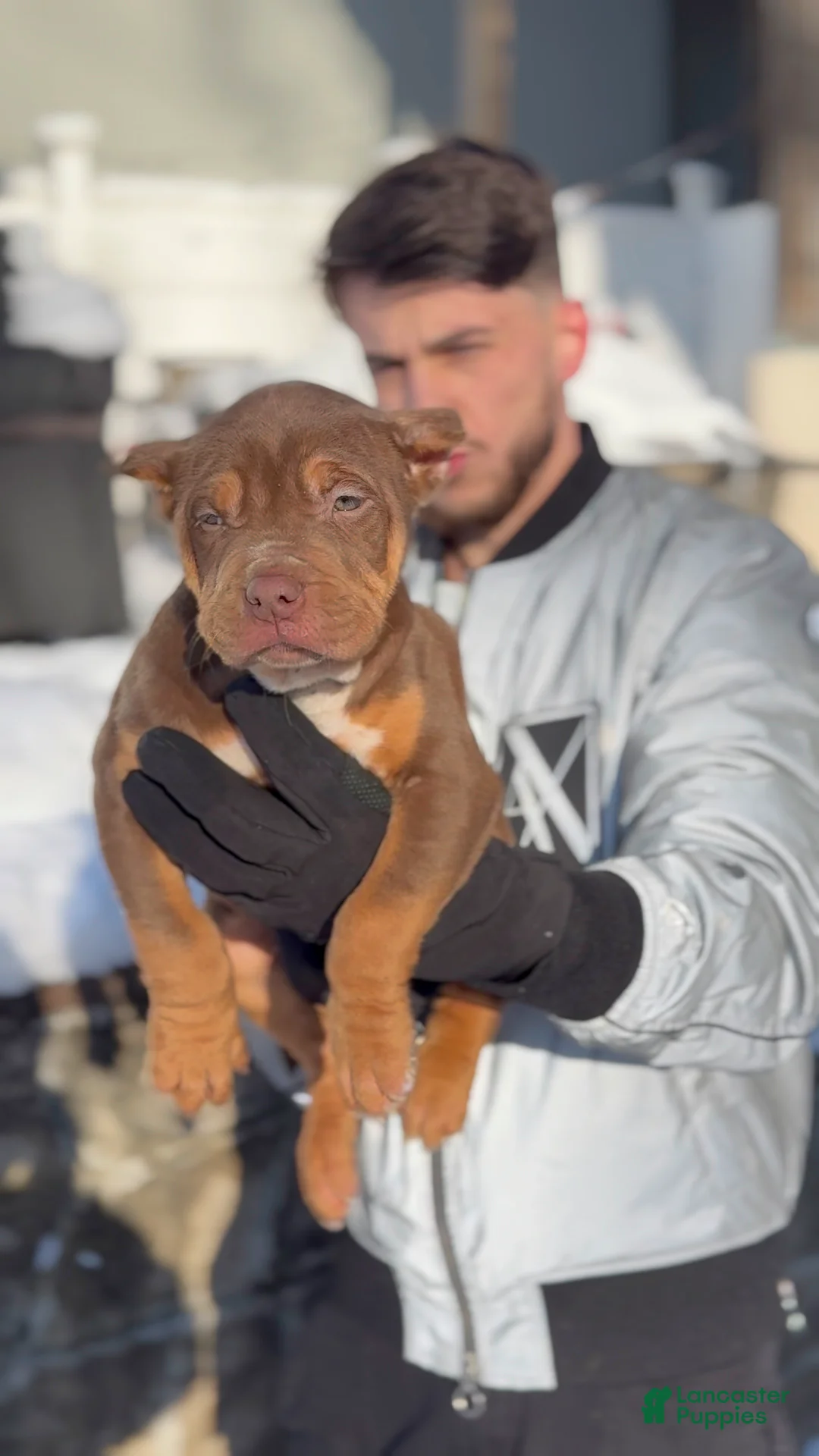 American Bully dogs for sale: Pretty girl - Ad 2