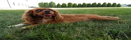 Cavalier King Charles Spaniel dogs for sale: Gracie - Ad 4