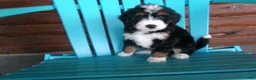 Mini Bernedoodle dogs for sale: Beauty - Ad 6