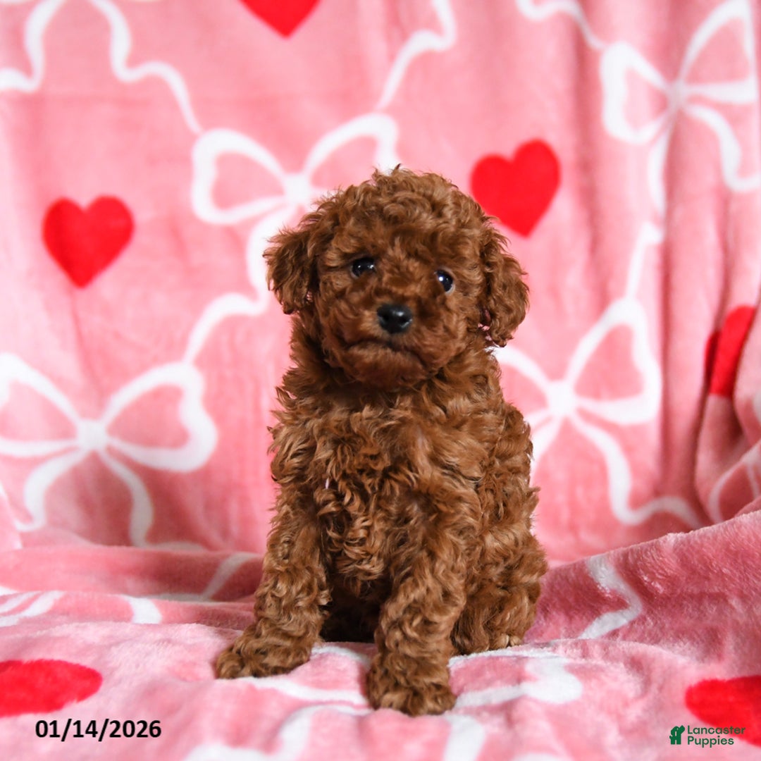 Toy Poodle dogs for sale: Timothy - Ad 5