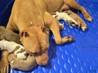 American Bully dogs American Bully Puppy 3 - Ad 8