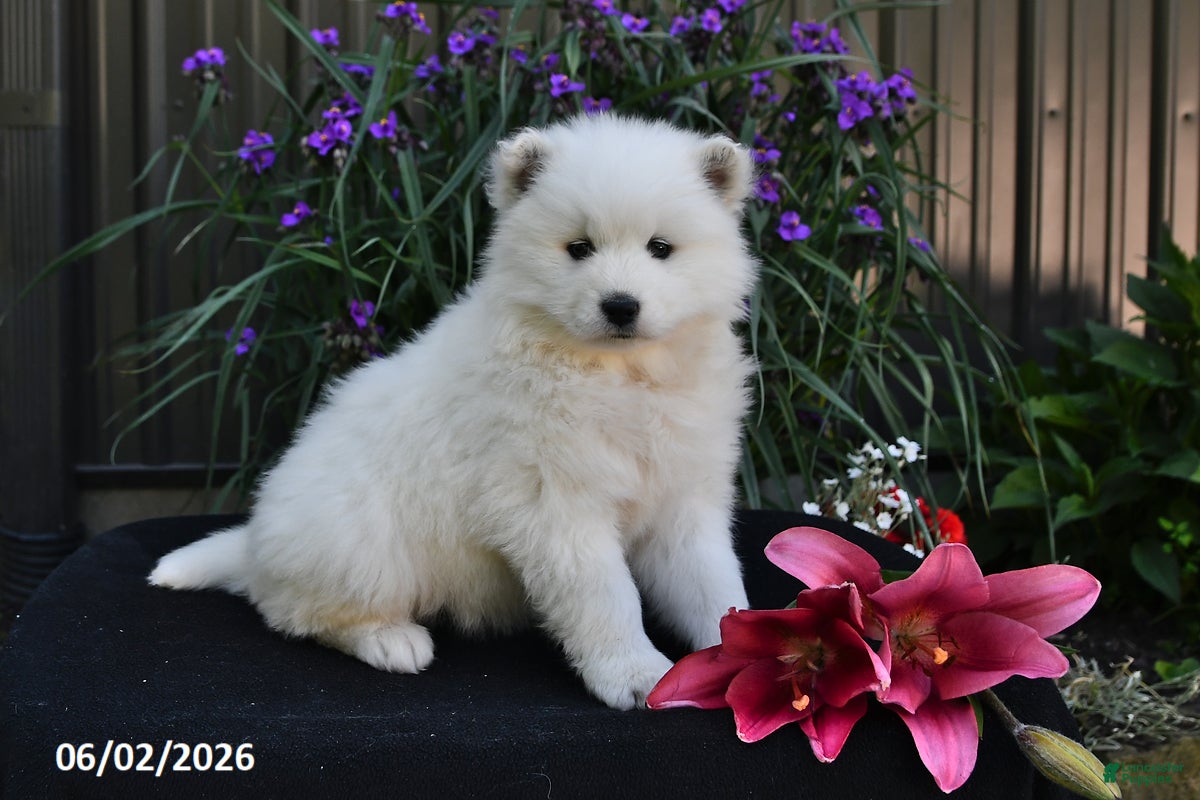 Samoyed dogs for sale: Cream Puff - Ad 2