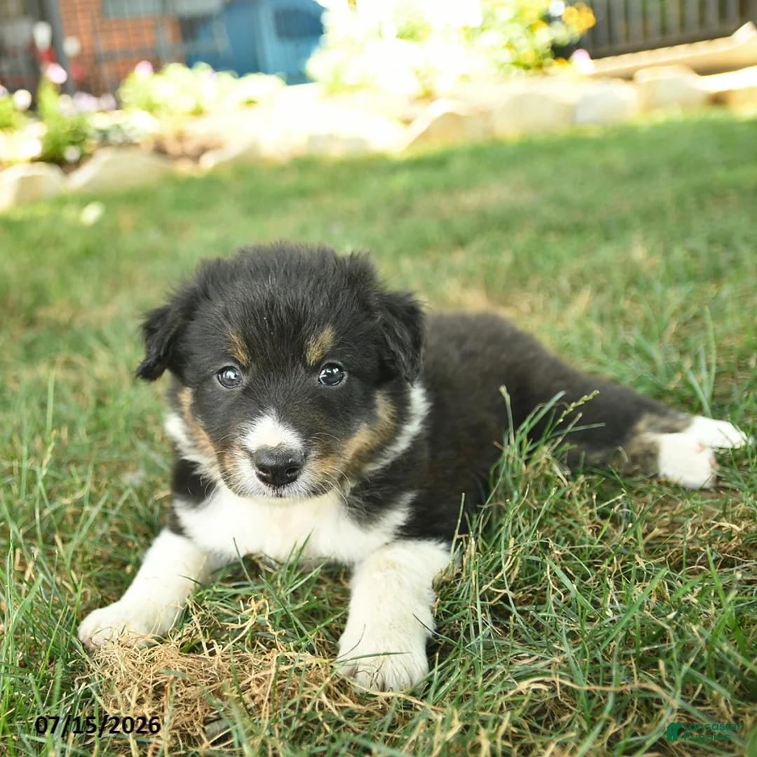 Border Collie dogs for sale: Hero  - Ad 5
