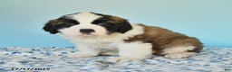 Saint Bernard dogs for sale: Captain - Ad 2
