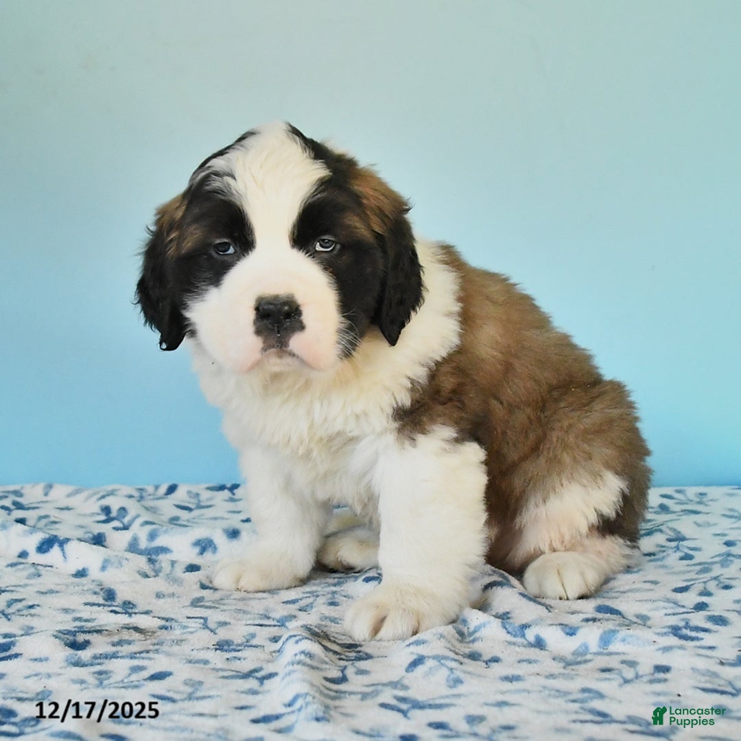 Saint Bernard dogs for sale: Captain - Ad 2