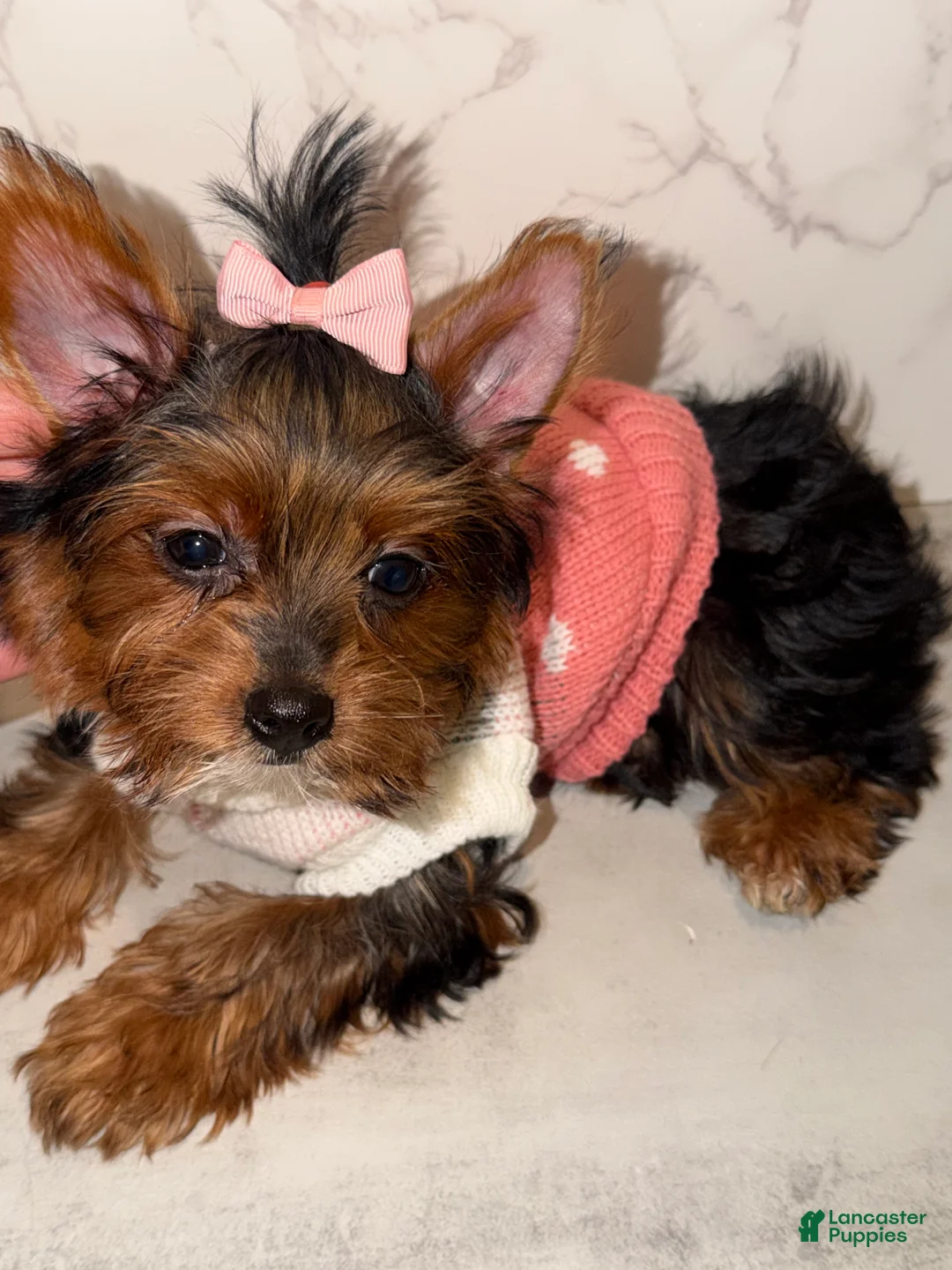 Yorkshire Terrier dogs for sale: Jean - Ad 2