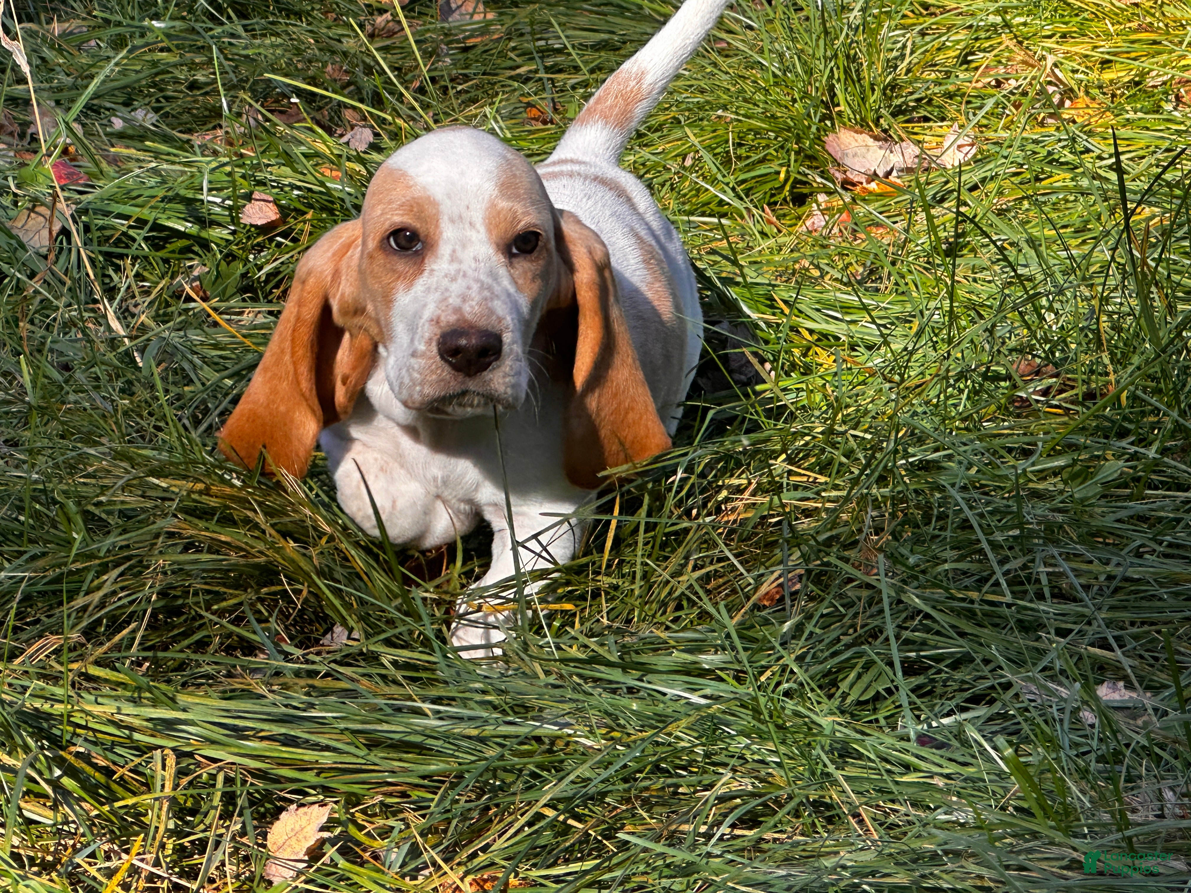 Basset Hound dogs for sale: Josie - Ad 1