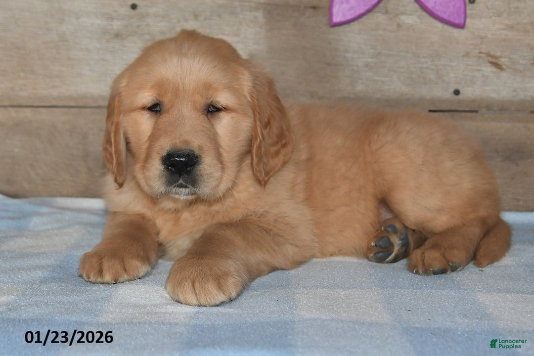 Golden Retriever dogs for sale: Benny - Ad 5