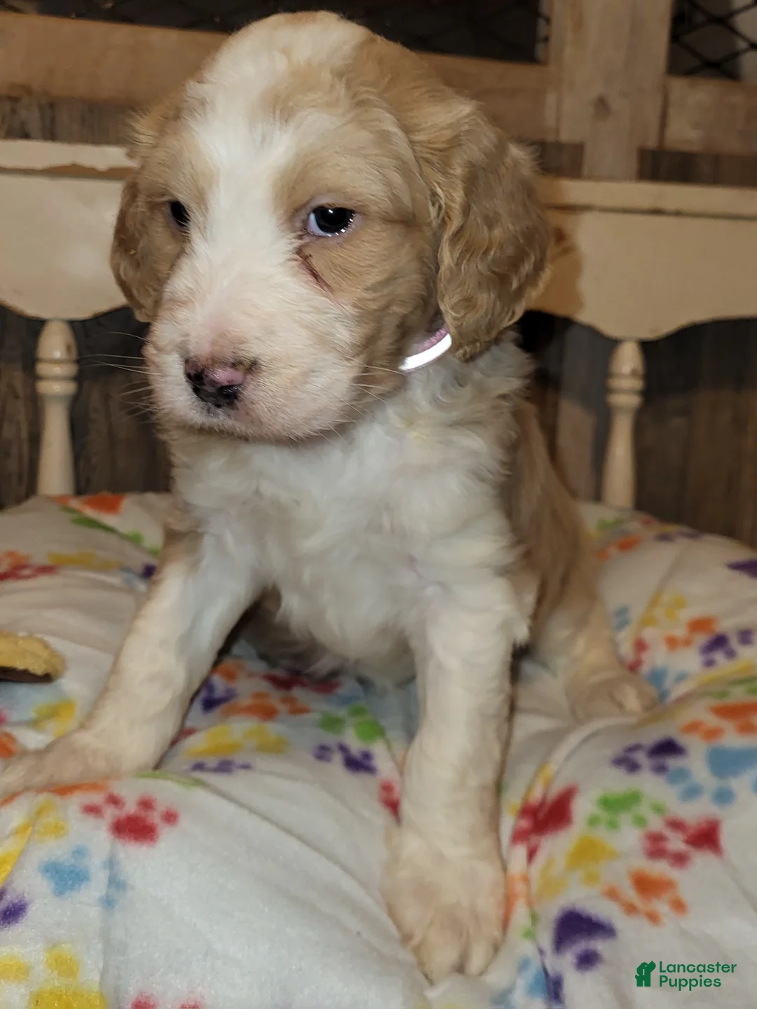 Aussiedoodle dogs for sale: Aussiedoodle Puppy 3 - Ad 1
