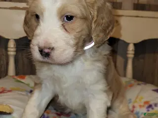 Aussiedoodle dogs for sale: Aussiedoodle Puppy 3 - Ad 3