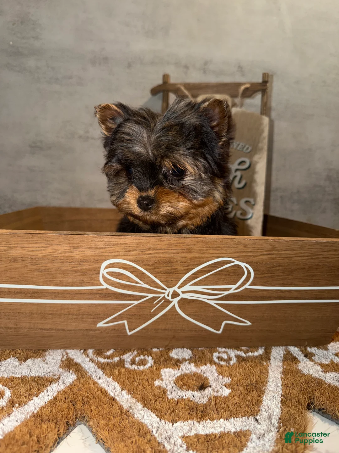 Yorkshire Terrier dogs for sale: Jack  - Ad 5