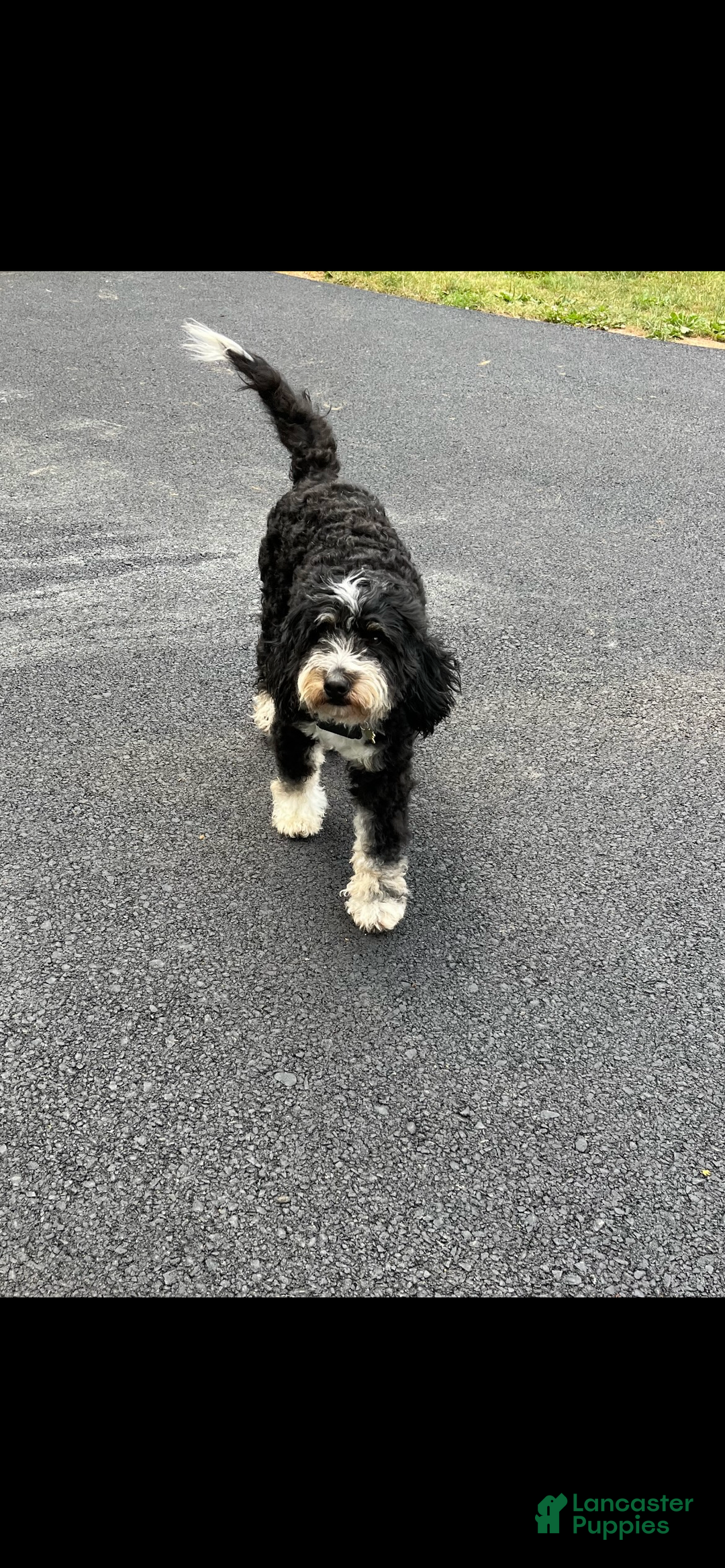 Mini Bernedoodle dogs for sale: Tequila  - Ad 4