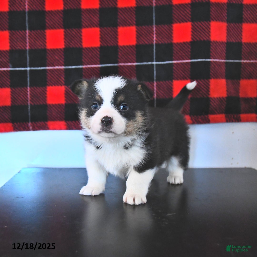 Welsh Corgi Pembroke dogs for sale: Graham  - Ad 3