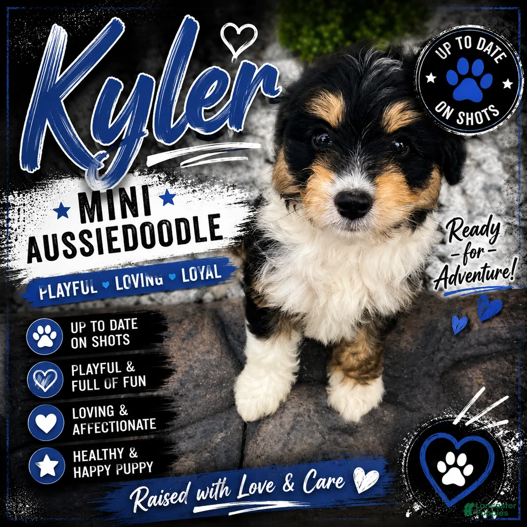 Mini Aussiedoodle dogs for sale: Kyler - Ad 1