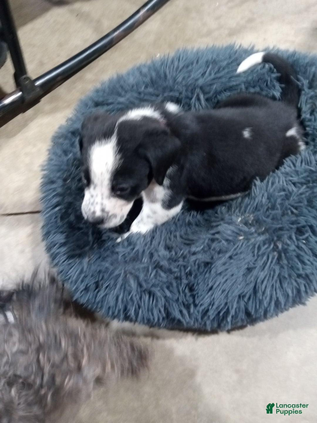 Mixed Breed dogs for sale: Belle - Ad 4