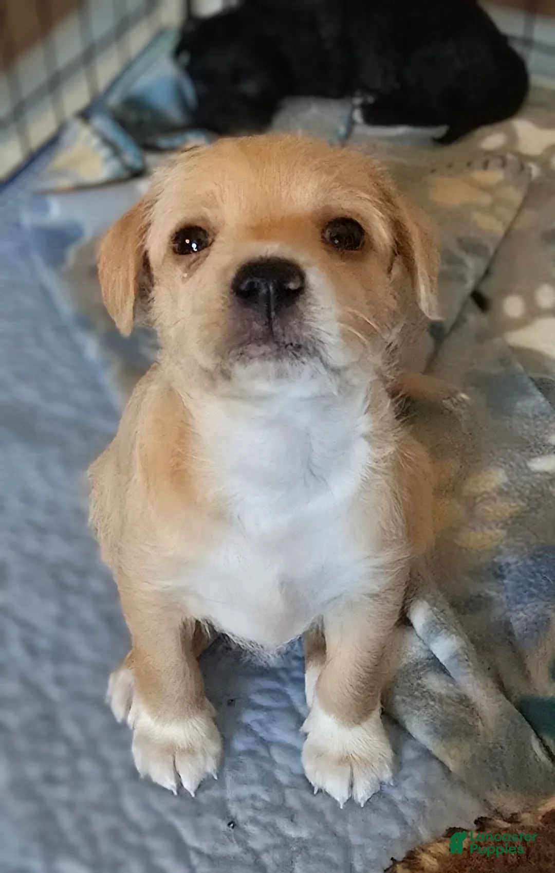 Mixed Breed dogs for sale: Mixed Breed 1 - Ad 2