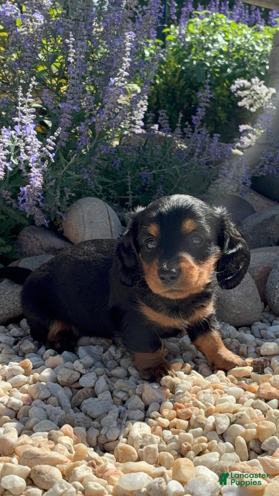 Dachshund dogs Milo - Ad 1
