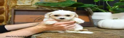 Maltipoo dogs for sale: Xochitl - Ad 5