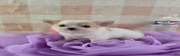 Chihuahua dogs for sale: Tulip - Ad 7