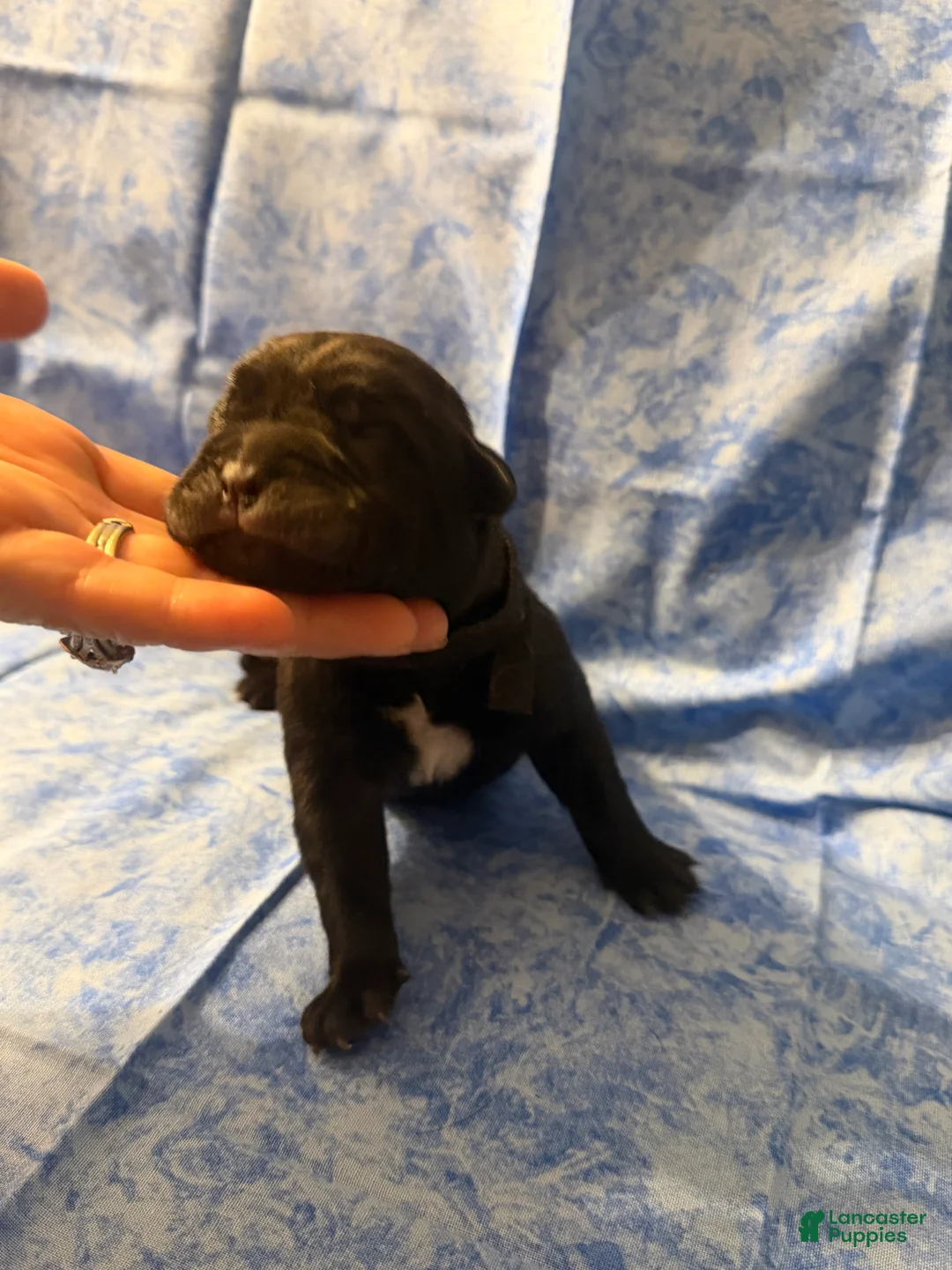 Cane Corso dogs for sale: Cane Corso Puppy 3 - Ad 1