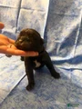 Cane Corso Puppy 3