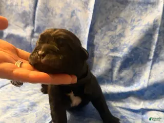 Cane Corso dogs Cane Corso Puppy 3 - Ad 13