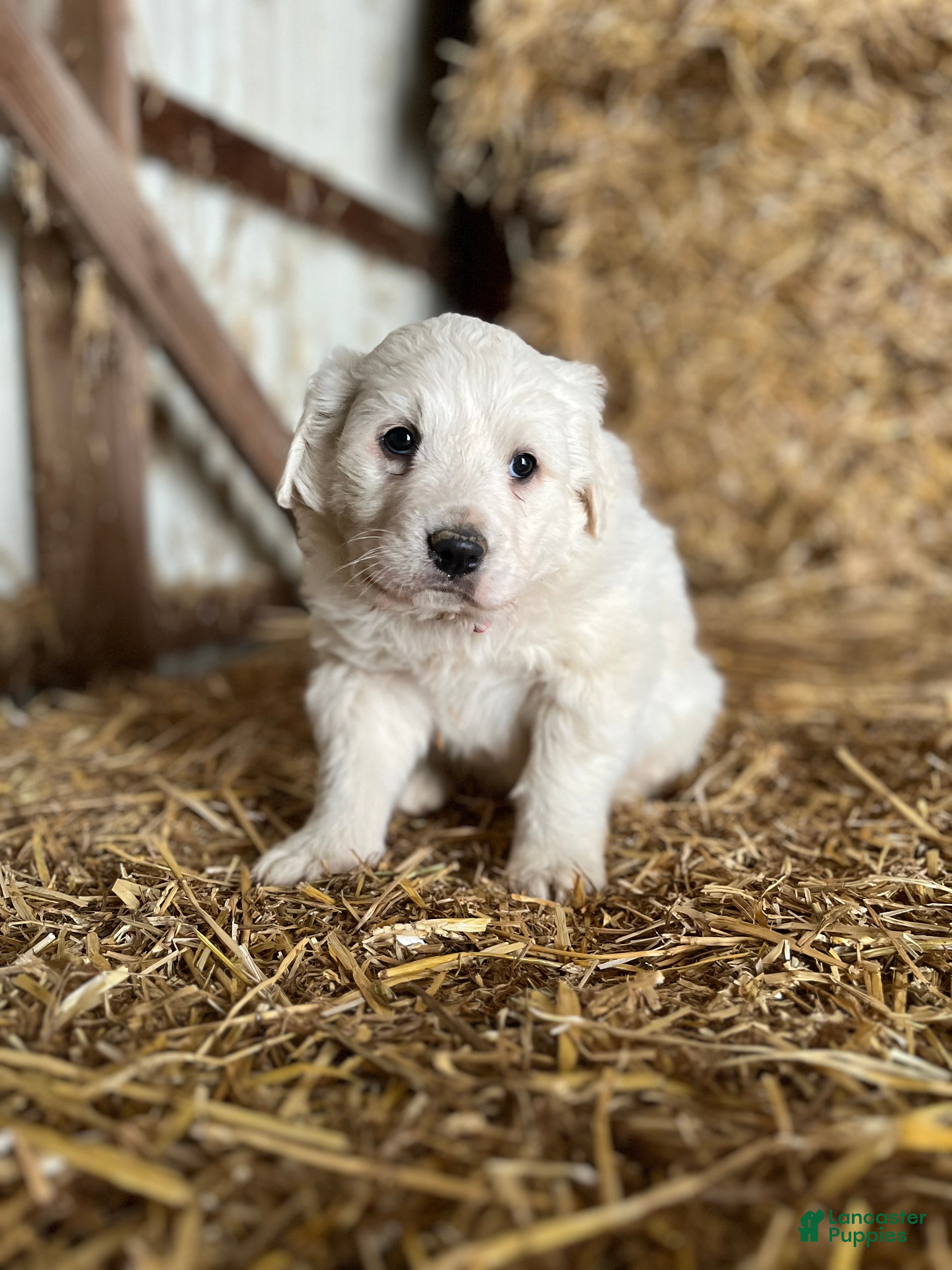 Great Pyrenees dogs Charlie - Ad 9