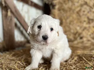 Great Pyrenees dogs Charlie - Ad 9