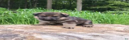 German Shepherd dogs for sale: German Shepherd 11 Trusa - Ad 2