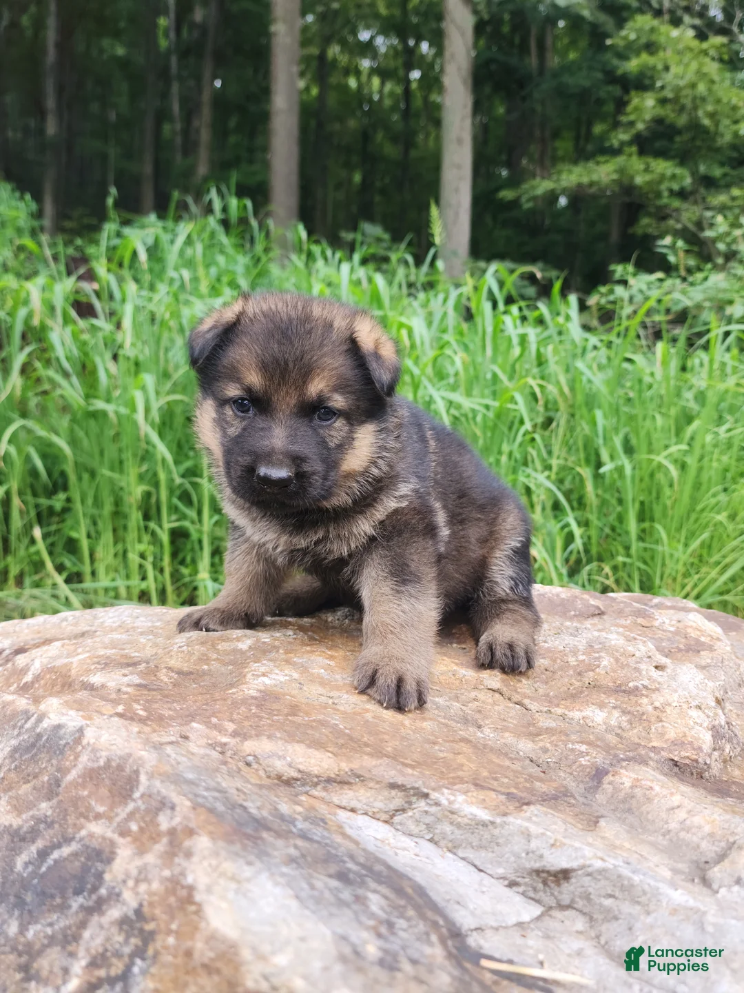 German Shepherd dogs for sale: German Shepherd 11 Trusa - Ad 2