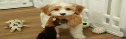 Cavapoo dogs for sale: Mason - Ad 1