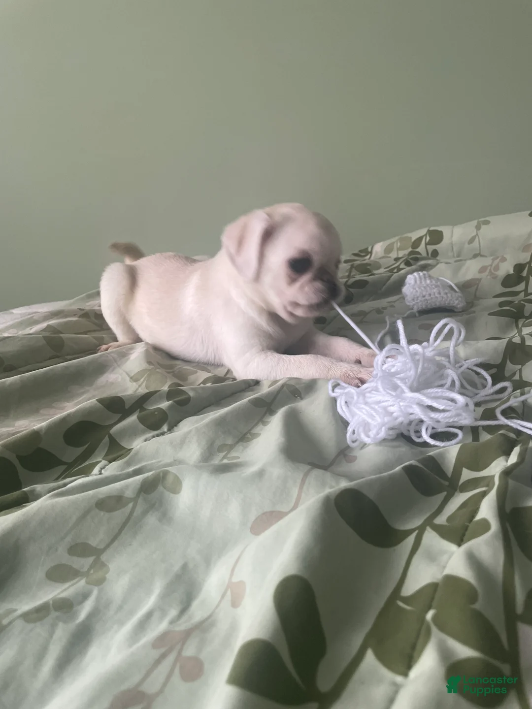 Pug dogs for sale: Coco  - Ad 2