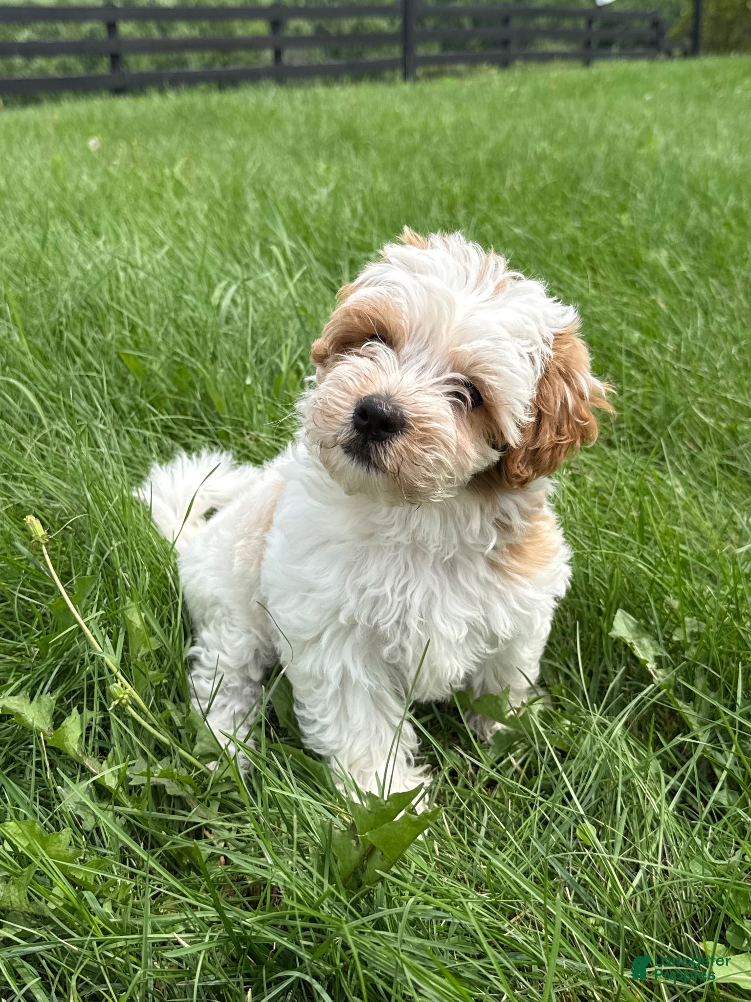 Mixed Breed dogs Mixed Breed 1 - Ad 14