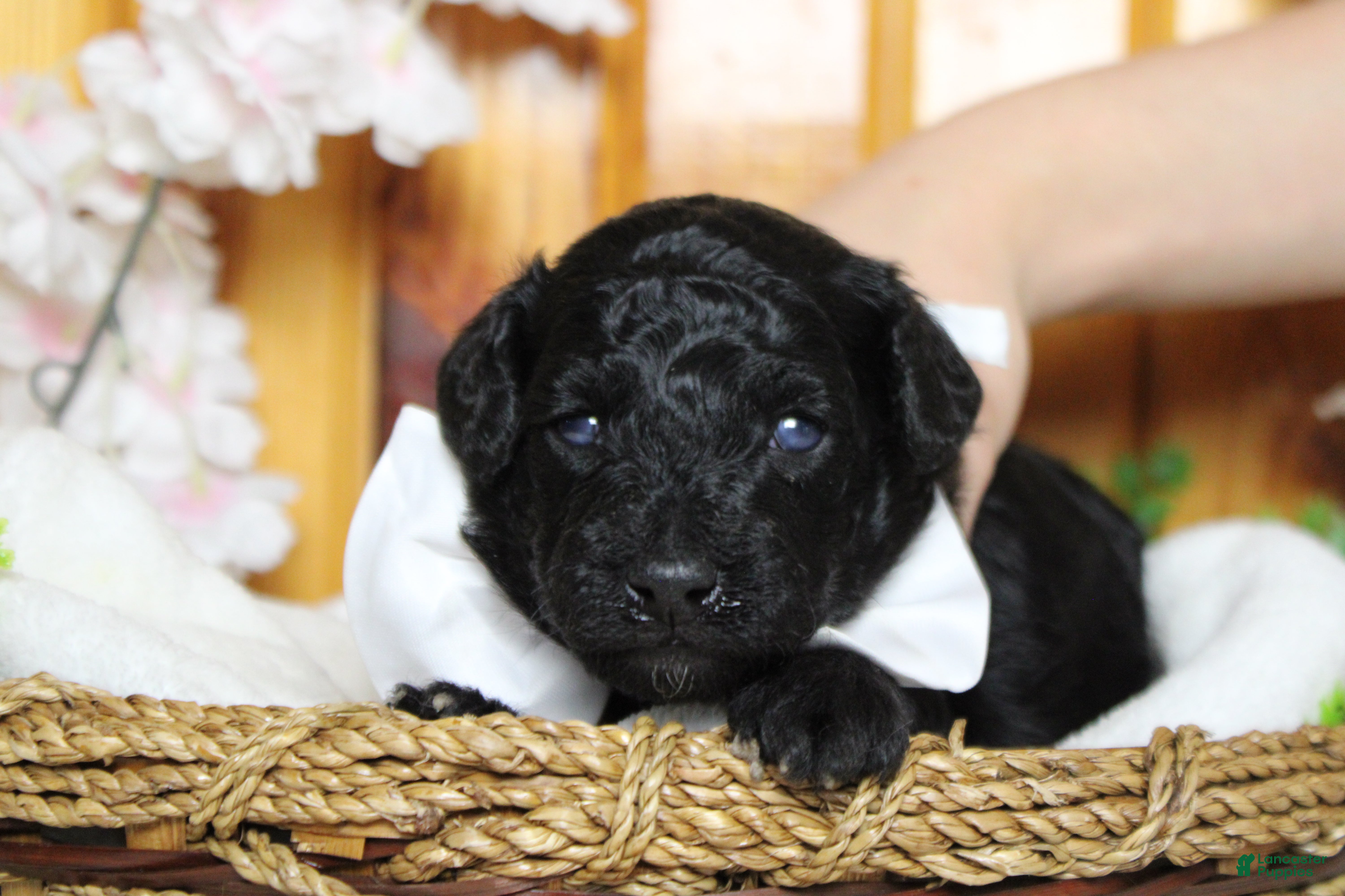 Toy Poodle dogs Dave  - Ad 7
