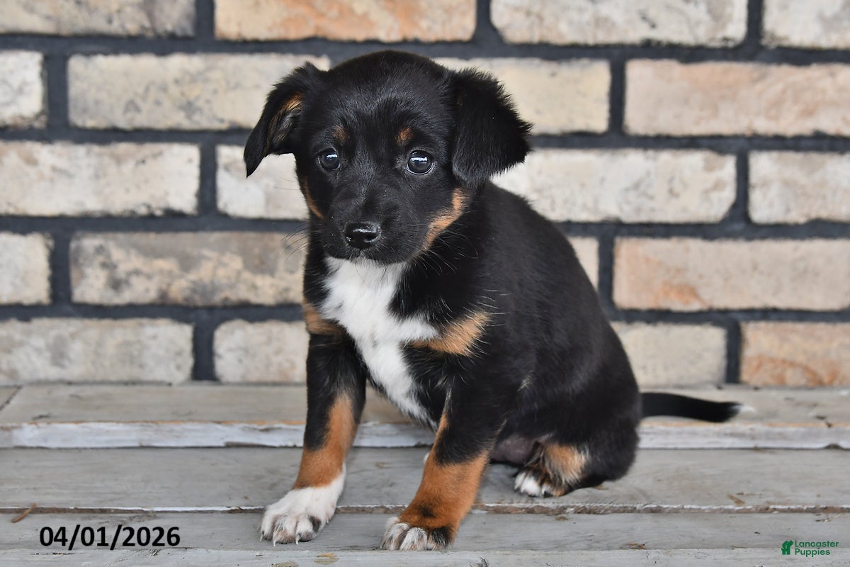 Mixed Breed dogs for sale: Olivia - Ad 3