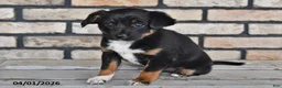 Mixed Breed dogs for sale: Olivia - Ad 1