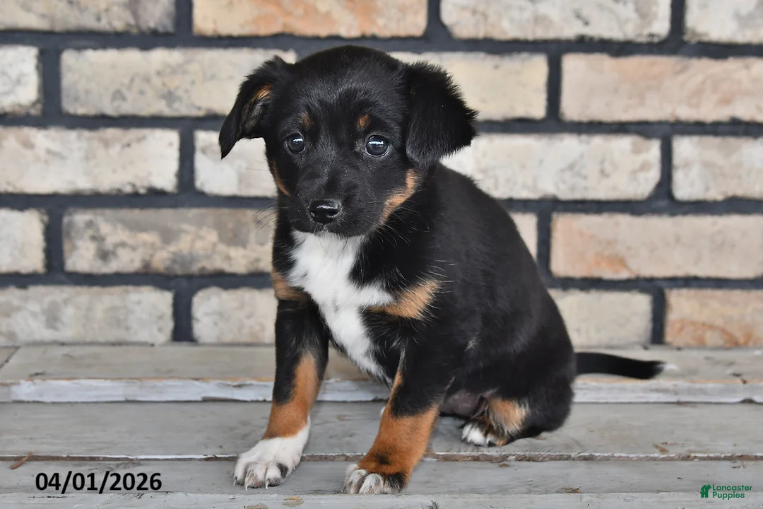 Mixed Breed dogs for sale: Olivia - Ad 1