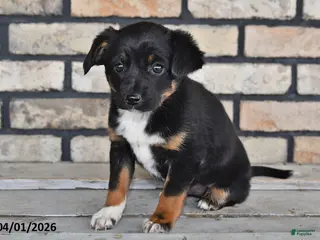 Mixed Breed dogs for sale: Olivia - Ad 3