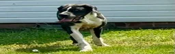 Great Dane dogs for sale: Harlequin  - Ad 6